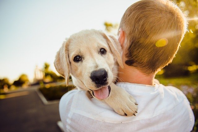 Junge & Hund