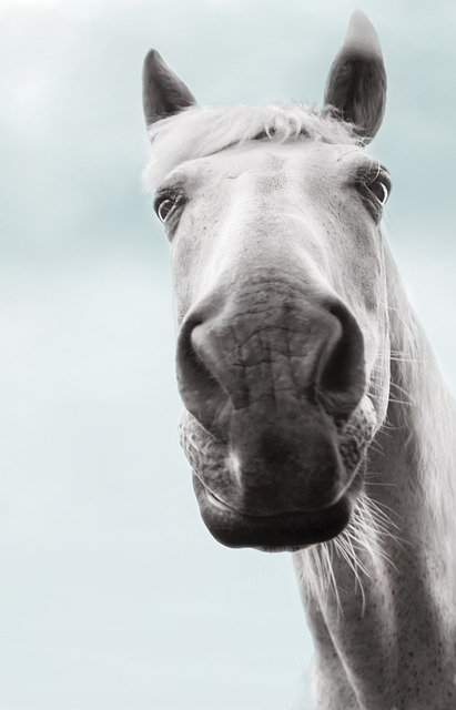 Pferd von unten Fotografiert