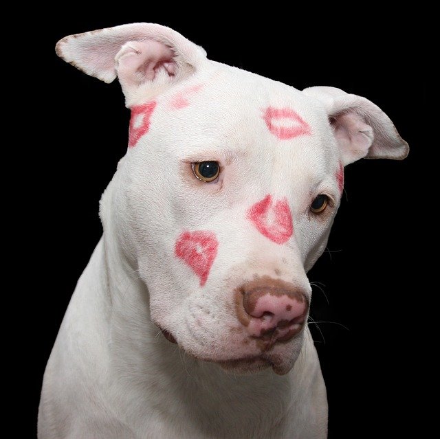 Geküsster Hund mit roten Lippen